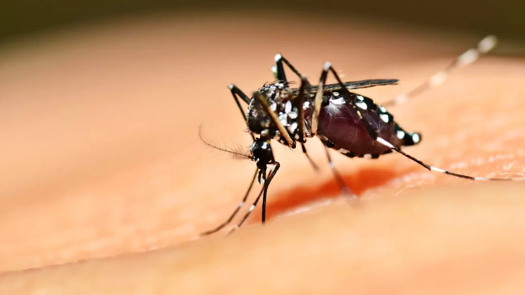 What causes mosquitoes to bite people