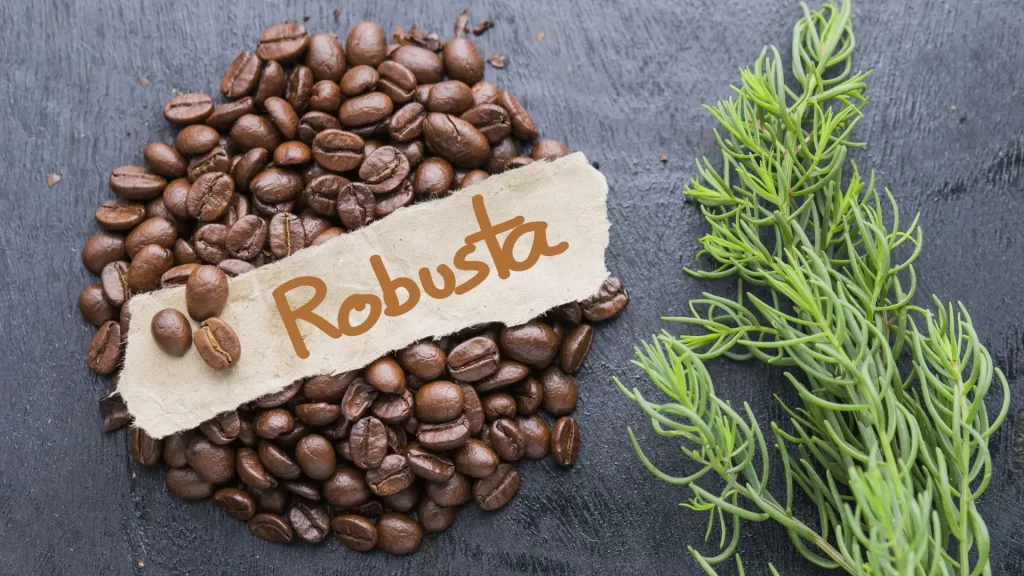 robusta